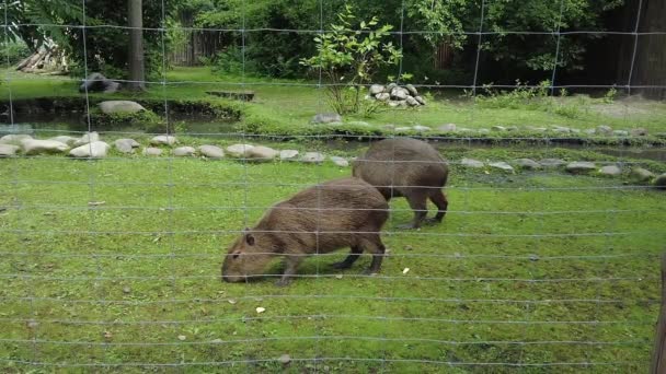 Két Capybara Legel Egy Zöld Gyepen — Stock videók