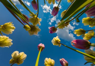 Resimli Lale Bahçesi: Açık Mavi Gök Altında Büyüleyici Laleler