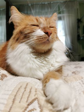 Huzurlu Kızıl Kedi Bir Dairede Yatakta Uyuyor