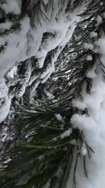 雪の中のスプルースツリー リラックスしたビデオ — ストック動画
