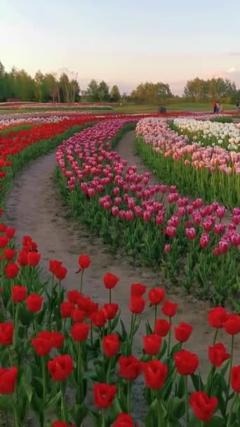 Vídeo Impressionante Campos Tulipa Mirante Lagoa — Vídeo de Stock