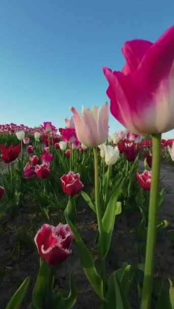 Vídeo Vertical Campo Tulipanes Florecientes Toda Belleza — Vídeos de Stock
