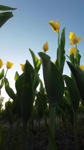 Çiçek Açan Lalelerin Arkasında Güneş Batıyor Bir Dikey Video — Stok video