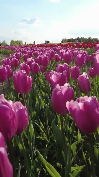 Tulip Field Una Giornata Sole Video Vibrante Allegro Video Verticale — Video Stock