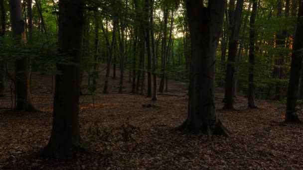 Răsărit Pădurea Fag Timpul Verii — Videoclip de stoc