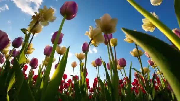 Tulipanes Amarillos Rosados Con Cielo Azul Sol Poniente Fondo Uhd — Vídeos de Stock