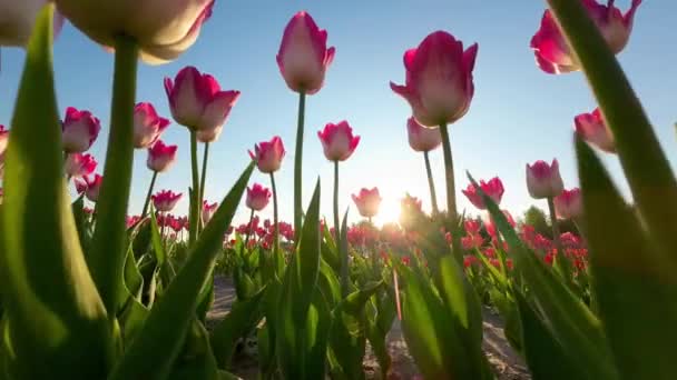 Blommande Tulpaner Och Glödande Solnedgång Uhd Video Natures Beauty — Stockvideo