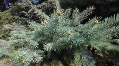 Güneşli bir günde mavi çam ağacının dalları