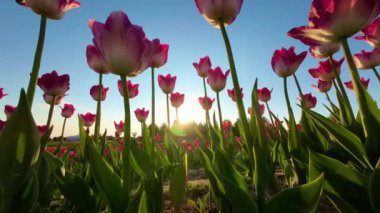 Batan güneşin arka planında güzel açan laleler. UHD Video