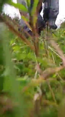 Yürüyüşe çıkan bir turistin bacakları, aşağıdaki atış noktasından çimlerin arasından vurularak öldürülmüş..