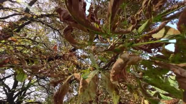 シェルプされた葉を持つ病気の栗の木 — ストック動画