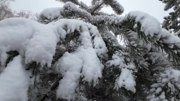 雪のスプルース 自然の傑作 — ストック動画
