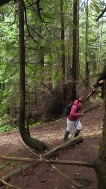 Μια Γυναίκα Δύο Κοντάρια Πεζοπορίας Σκαρφαλώνει Ένα Βουνό Στο Δάσος — Αρχείο Βίντεο