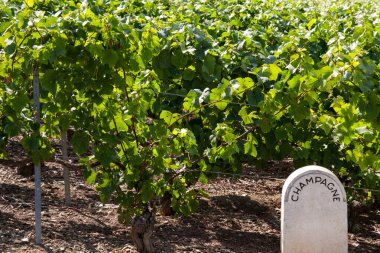 Güneş Işığıyla yıkanan Fransız Üzüm Bağları: Bir Şarap Aşığı Cenneti