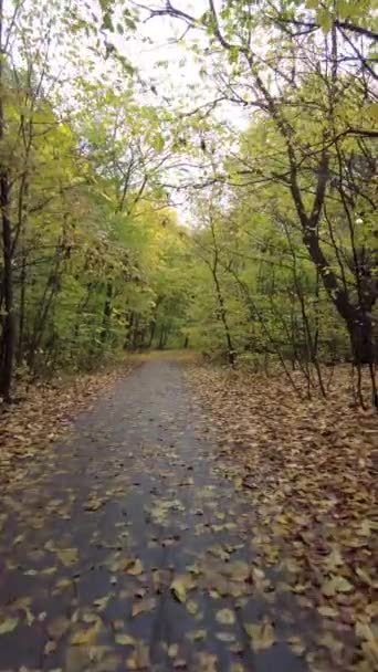 Ένα Γραφικό Φθινοπωρινό Μονοπάτι Μέσα Από Μαγευτικό Δάσος Κάθετη Βίντεο — Αρχείο Βίντεο