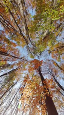 Sonbahar yaprakları gökyüzüne karşı ağaçlarda. Aşağıdan yukarıya bak. Sonbahar manzarası. Dikey Video