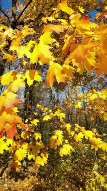 Sarı sonbahar akçaağaç yaprakları güneşli bir günde ağaçta. Altın sonbahar