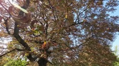 Hastalıktan solmuş yapraklı kestane ağacı