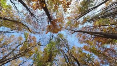 Yapraklar sonbahar ormanındaki bir ağaçtan düşer. Aşağıdan yukarıya bak