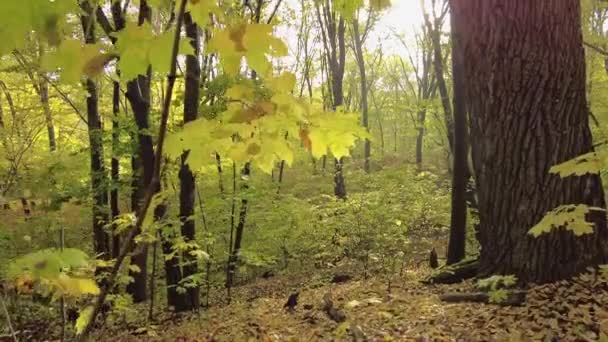 Φθινόπωρο Τοπίο Μια Ηλιόλουστη Μέρα Μέσα Από Φύλλα Ενός Σφενδάμου — Αρχείο Βίντεο