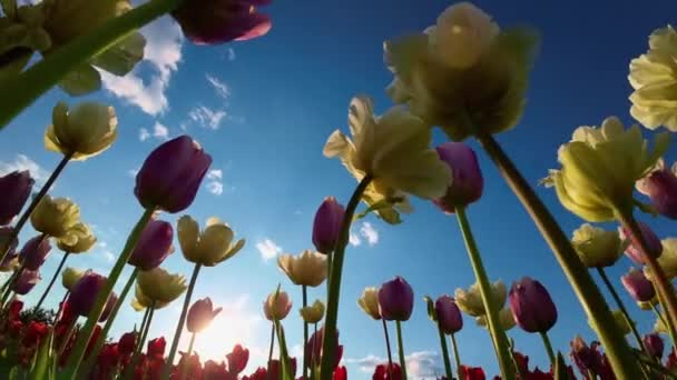 黄色とピンクのチューリップ 青空と背景に設定された太陽 Uhd ビデオ — ストック動画
