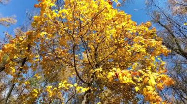 Sarı sonbahar akçaağaç yaprakları güneşli bir günde ağaçta. Altın sonbahar