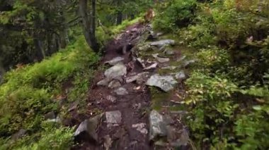 Ormanda kayalık bir yürüyüş yolu.