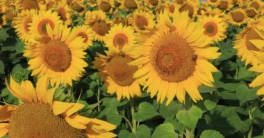 Güneşli yaz ayçiçekleri tam çiçeklerle, rüzgarda sallanıyor canlı bir tarlada..