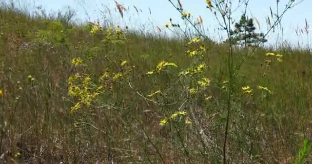 Pada Hari Musim Panas Yang Panas Padang Rumput Bunga Biru — Stok Video