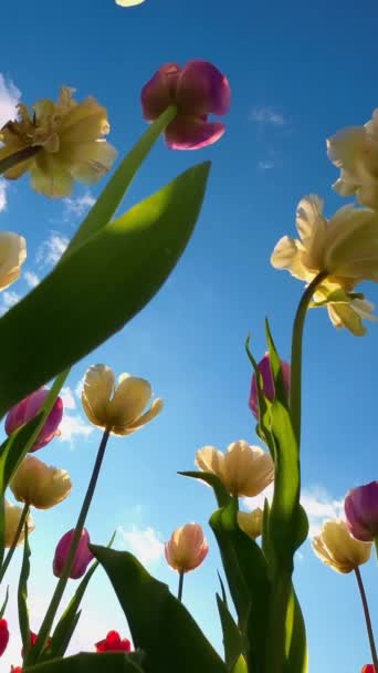Żółte Różowe Tulipany Niebieskim Niebem Tle Pionowe Wideo — Wideo stockowe