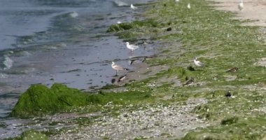 Martılar, deniz yosunlarının fırtınada kıyıya vurduğu yerde besleniyorlar..