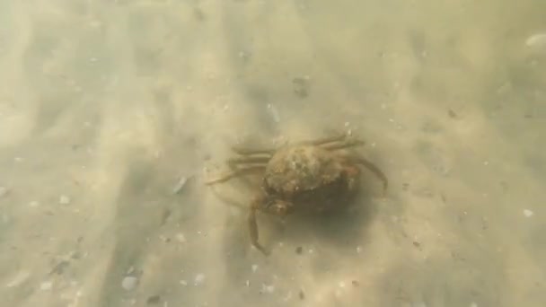 Een Man Vangt Krabben Zeewater Met Een Net Een Stok — Stockvideo