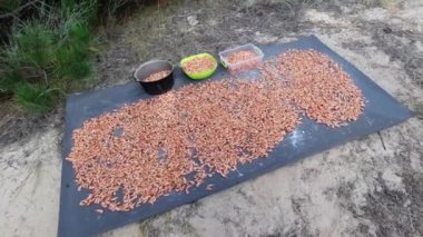 Kamp alanında taze karides pişiriyorum.