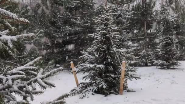 クリスマス休暇シーズンに育てられた若いクリスマスツリー — ストック動画