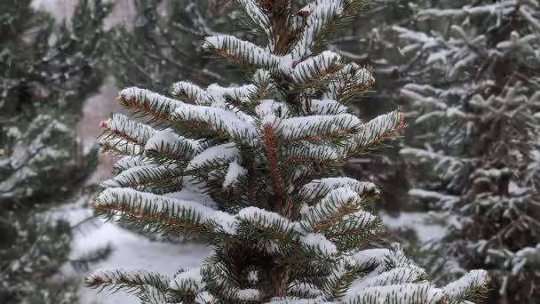 冬に雪で覆われたスプルースの木の枝 — ストック動画