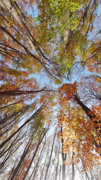 五彩缤纷的秋天树叶点缀在树枝上 映衬着蓝天 从下到上俯瞰蓝天 垂直录像 — 图库视频影像