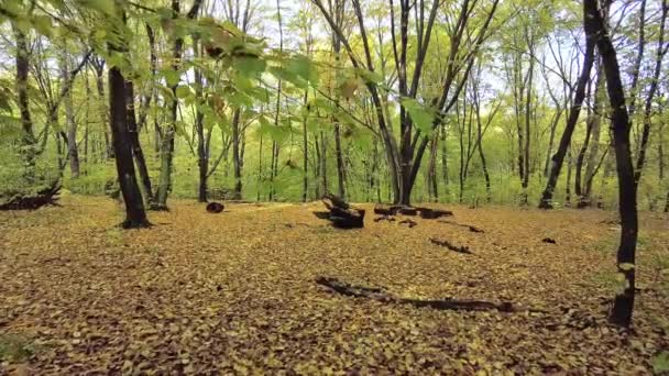Φθινόπωρο Εποχή Που Δάση Ζωντανεύουν Έντονα Χρώματα — Αρχείο Βίντεο