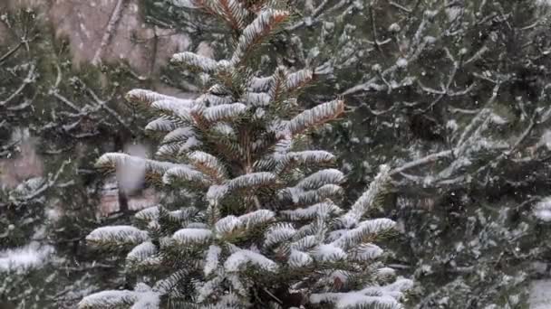 冬に雪で覆われたスプルースの木の枝 — ストック動画