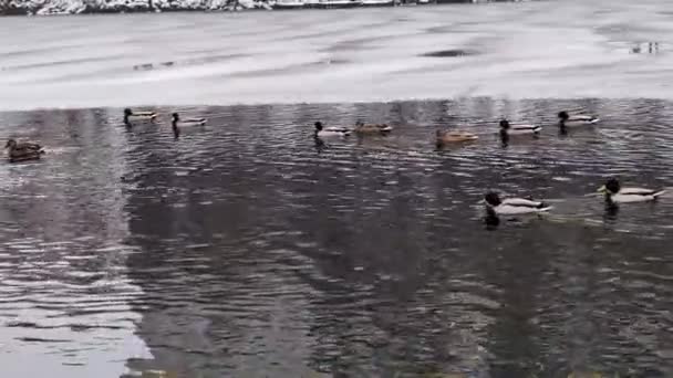 野生のアヒルの群れは冬に半分凍った池で泳いでいる — ストック動画