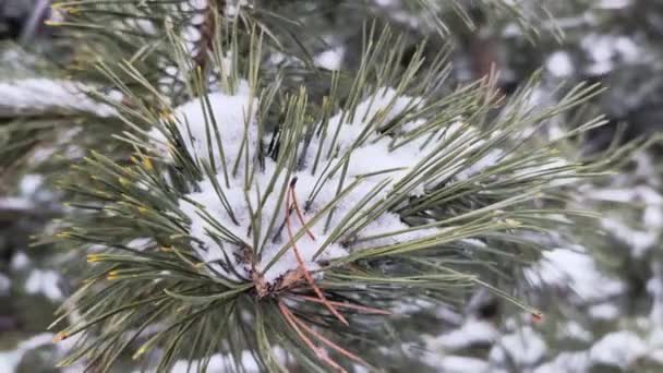冬に雪が降ったヤングスプルースの木 — ストック動画