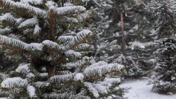 Neve Sui Rami Giovane Abete Rosso Durante Nevicate — Video Stock