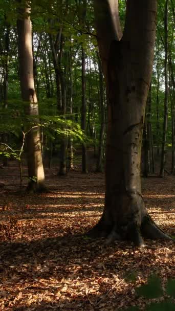 Θερινό Δάσος Οξιάς Μια Ηλιόλουστη Μέρα Του Καλοκαιριού — Αρχείο Βίντεο