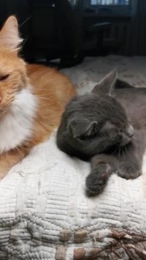 Kızıl bir kedi arkadaşının kürküne bakar.