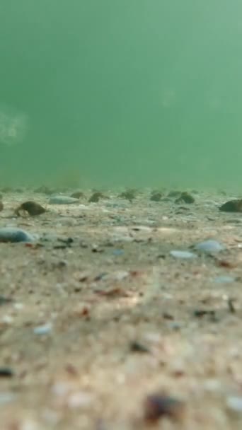 Karadeniz Deniz Sakinlerinin Sualtı Yaşamı Dikey Video — Stok video