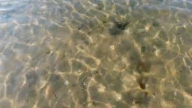 Güneşli bir günde Karadeniz 'de sığ sularda genç bir Thornback vatozu. 