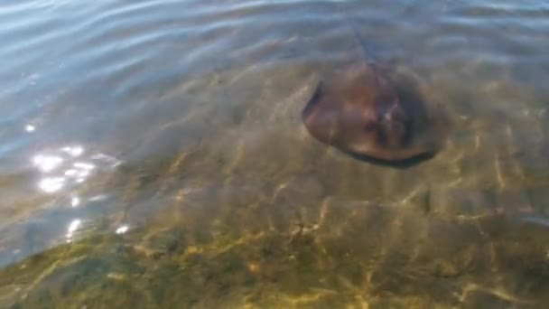 Stingray Zwarte Zee Ondiep Water Een Zonnige Zomerdag — Stockvideo
