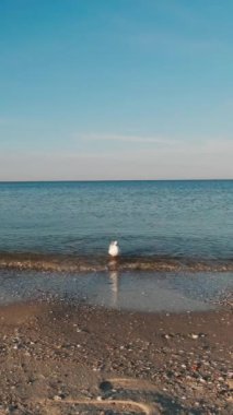 Bir martı bir yaz sabahının erken saatlerinde yiyecek aramak için sahil boyunca yürür. Dikey Video