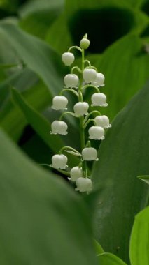 Bahar ormanlarının yeşillikleri arasında, vadi çiçeğinin zambaklarına yakın çekim. Dikey Video