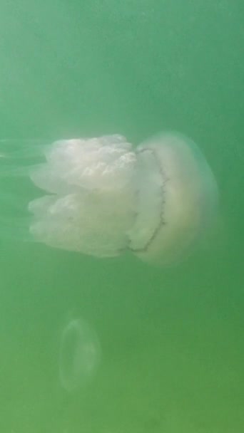 Las Medusas Maíz Nadan Las Profundidades Del Mar Negro Nombre — Vídeo de stock