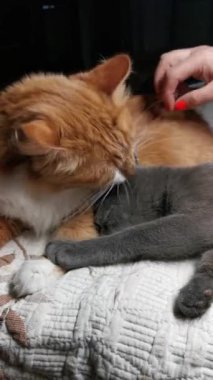 Kırmızı ve gri evcil kediler arasındaki arkadaşlık